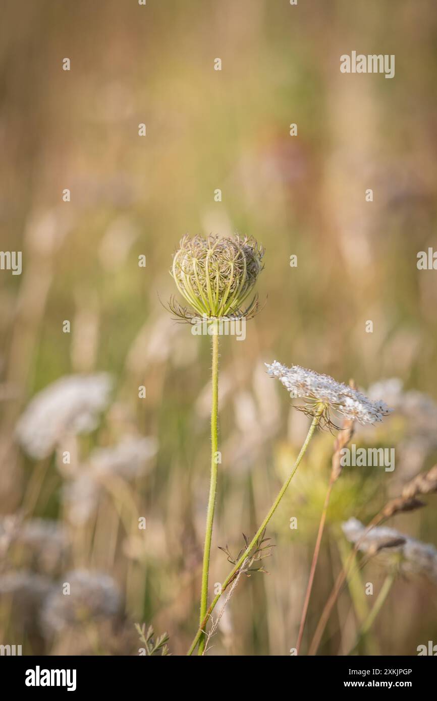 Carote selvatiche che fioriscono in un prato di fiori selvatici in una serata estiva nel Sussex Foto Stock