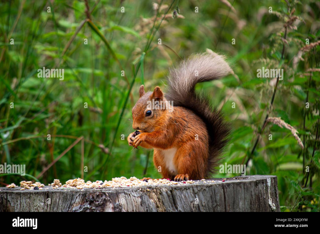 Scoiattolo rosso scozzese a Fife, Scozia Foto Stock