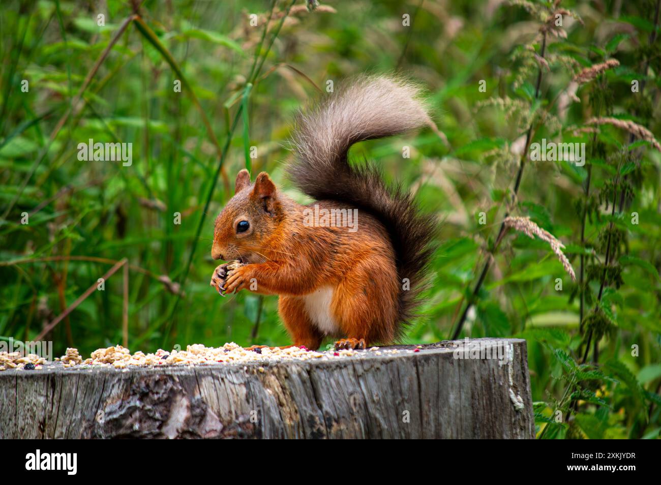 Scoiattolo rosso scozzese a Fife, Scozia Foto Stock