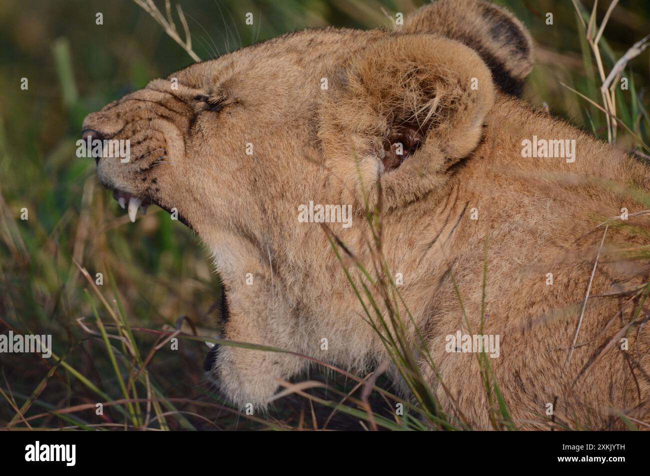 Lion club dal Parco Nazionale di Masai Mara. Catturato solo sbadigliando con tutto il suo potere : ) Foto Stock
