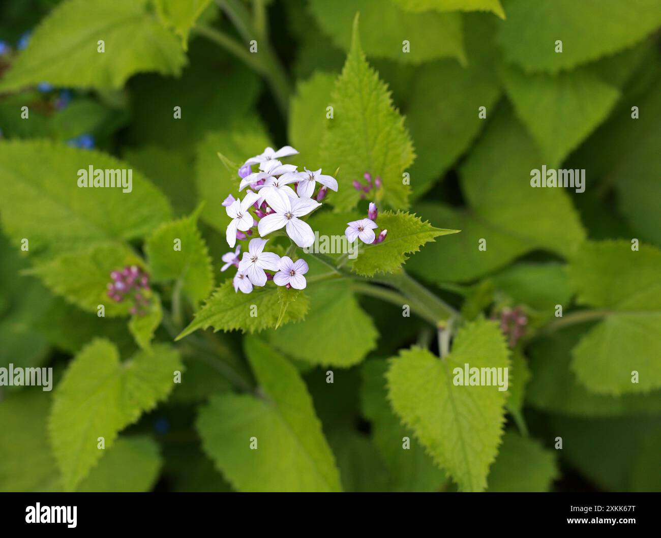 Perenne onestà, Lunaria rediviva, Brassicaceae. Europa. Foto Stock