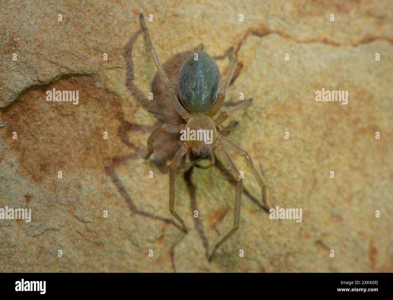 Ragno velenoso (Cheiracanthium sp.) su una roccia Foto Stock