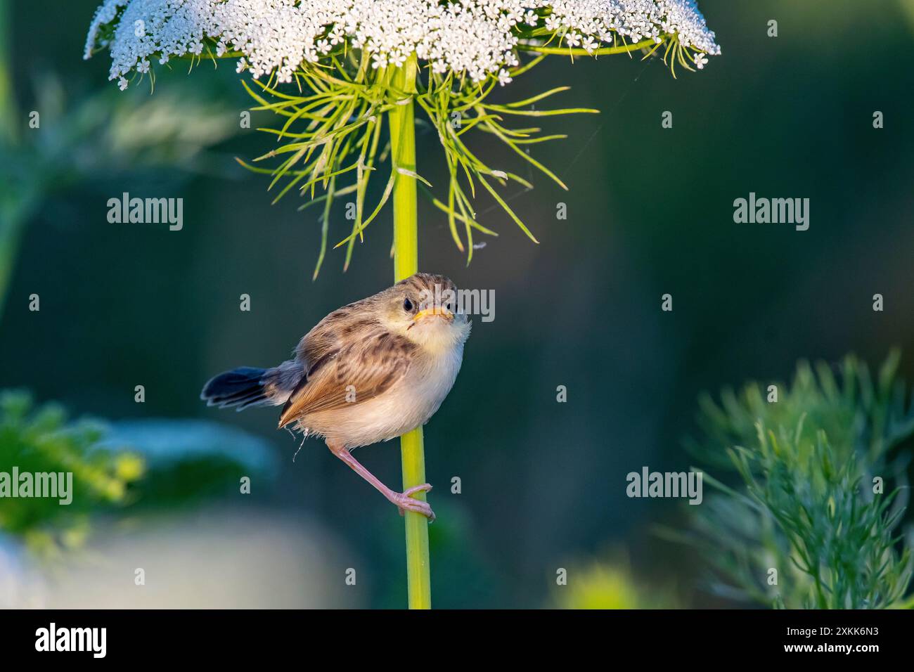 Questa delicata prinia (Prinia lepida) ha appena lasciato il nido e ha ancora bisogno dell'aiuto dei suoi genitori per l'alimentazione. Foto Stock