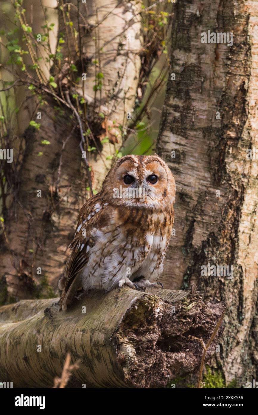 Captive Tawny Owl (Strix aluco) seduto sull'albero durante il giorno al British Wildlife Centre, Newchapel, Lingfield, Surrey, Regno Unito. Foto Stock