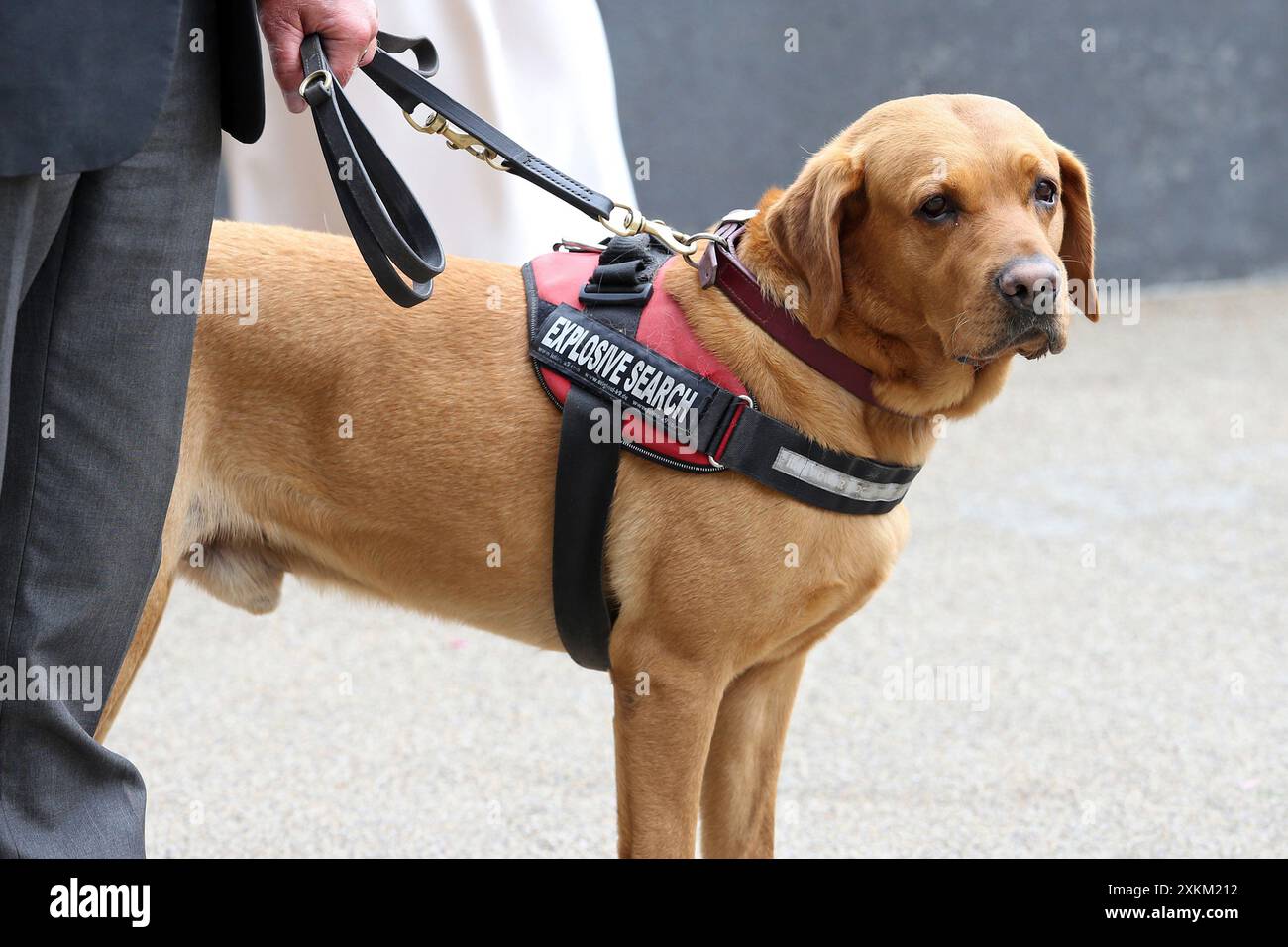 20.06.2023, Regno Unito, Windsor, Ascot - cane per il rilevamento di esplosivi. 00S230620D208CAROEX.JPG [VERSIONE MODELLO: NO, RILASCIO PROPRIETÀ: NO (c) immagine caro Foto Stock
