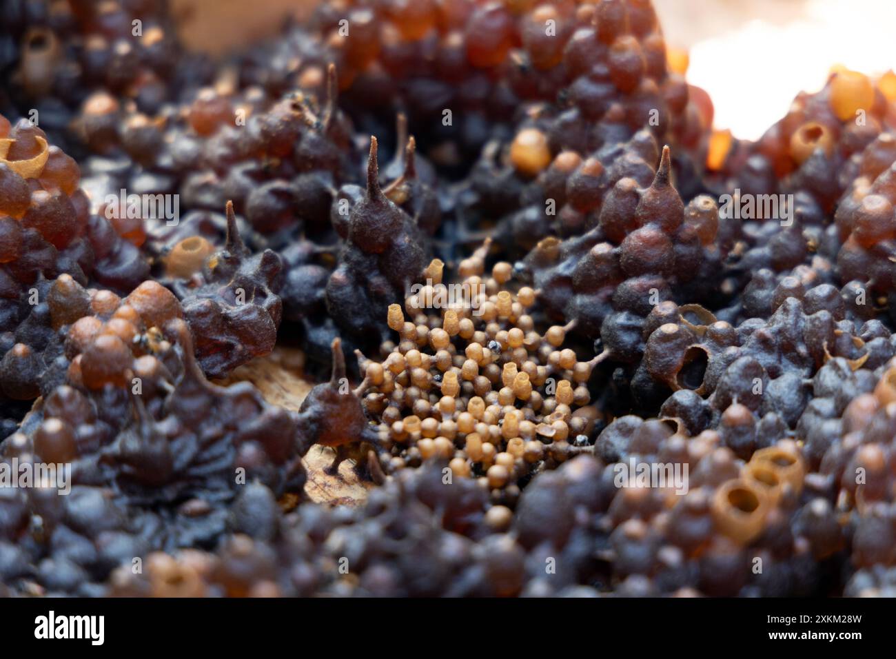 05.11.2023, Indonesia, Lombok, Keroya - vasi di miele (grandi) e cellule di covata (piccole) della specie di api senza pungiglione Austroplebeia australis. 00S231105D233 Foto Stock