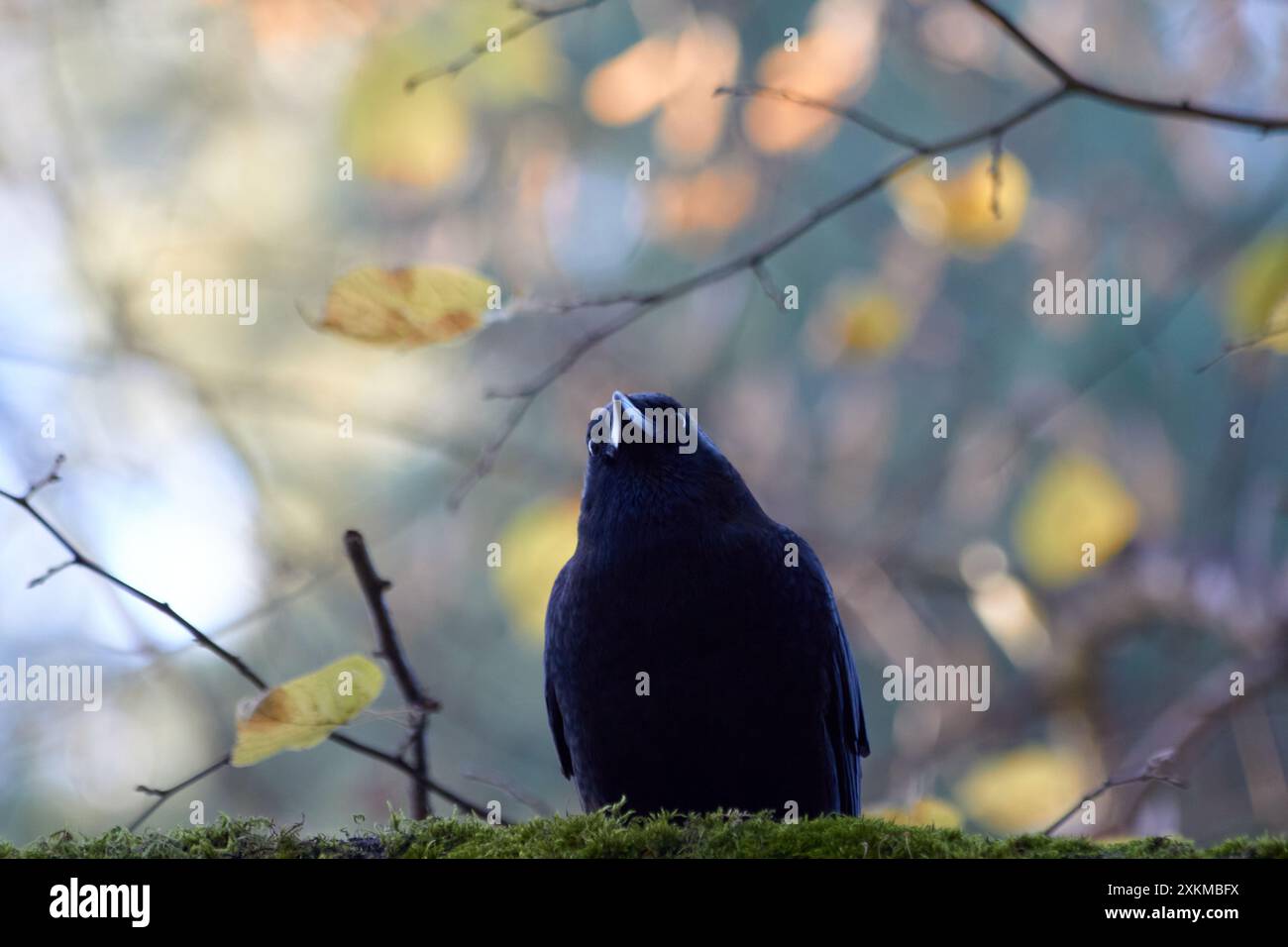 Un corvo inclina la testa mentre poggia sul muschio. Foto Stock Un corvo inclina la testa mentre poggia sul muschio. Foto Stock