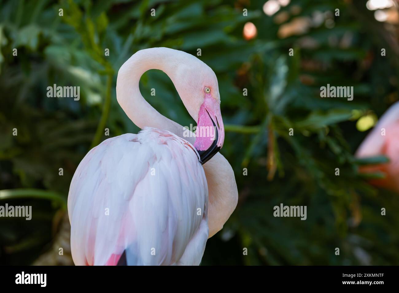 il bellissimo piumaggio del flamingo Foto Stock