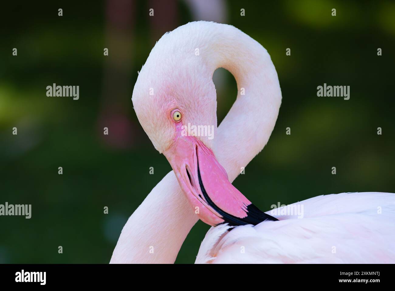 il bellissimo piumaggio del flamingo Foto Stock