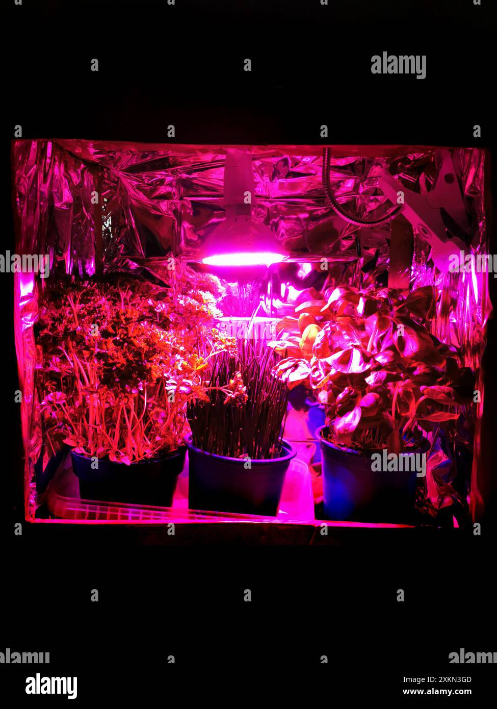 growroom fatto in casa per erbe e altre piante Foto Stock
