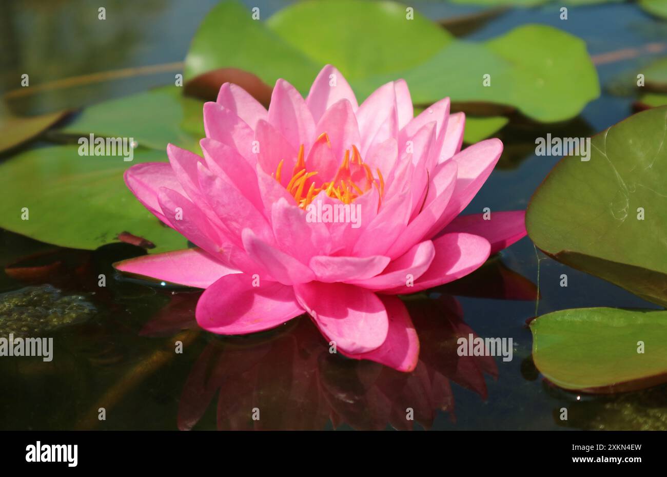 Primo piano di uno splendido acquitrino rosa che sboccia alla luce del sole Foto Stock
