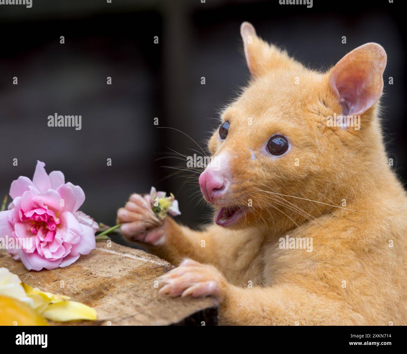 Tau si godeva la sua festa dei fiori Regno Unito SEI UN esperto di animali se riesci a indovinare cos'è questo Critter rivestito d'oro? Scattato all'Hamerton Zoo Park, Foto Stock