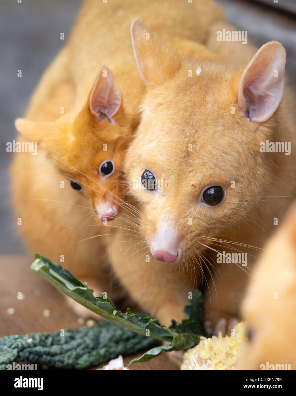 Pansy con sua madre, Pauline. Regno Unito SEI UN esperto di animali se riesci a indovinare cos'è questo Critter rivestito d'oro? Scattato all'Hamerton Zoo Park, Foto Stock