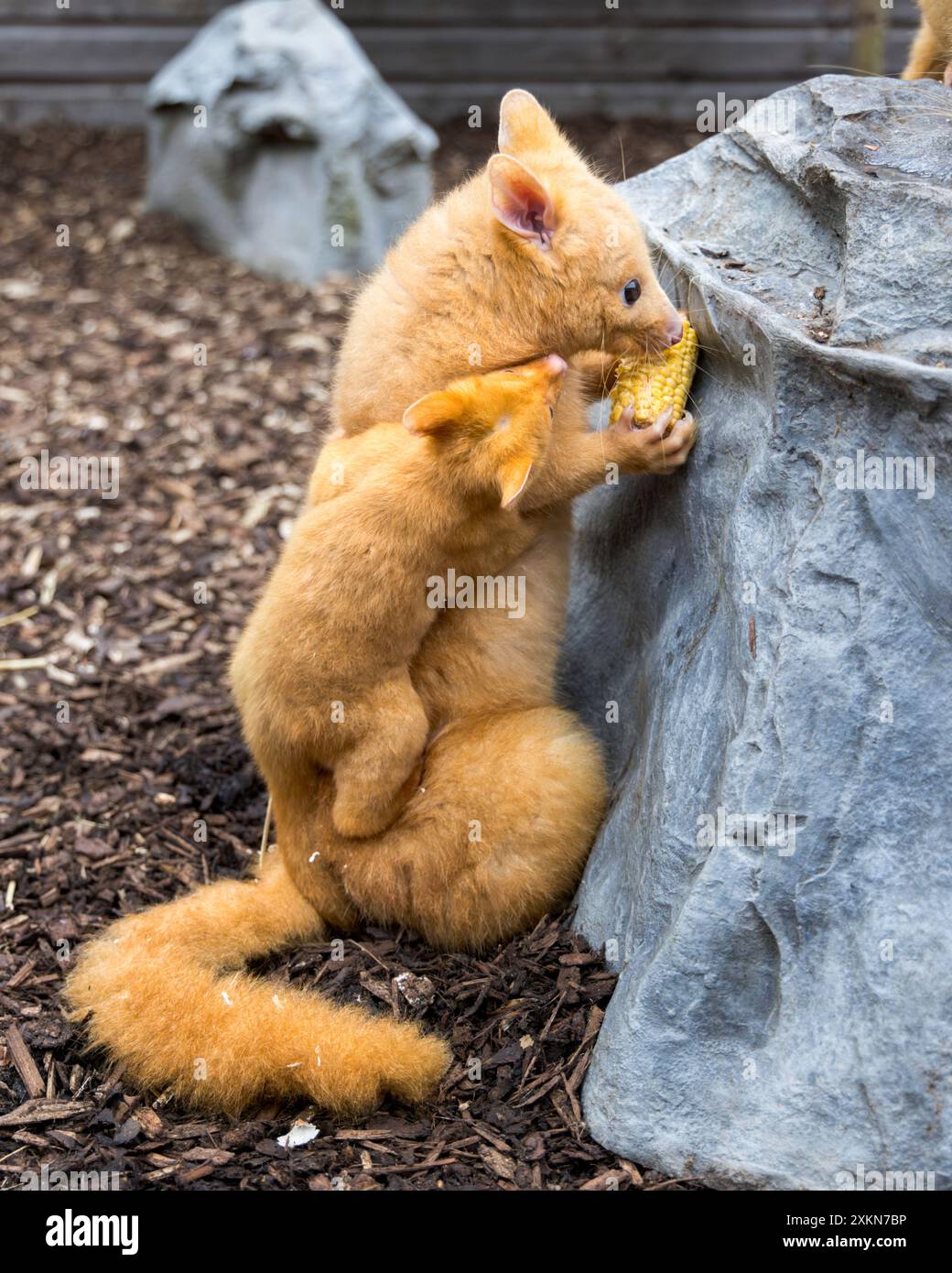 La piccola Pansy sta con mamma Pauline. Regno Unito SEI UN esperto di animali se riesci a indovinare cos'è questo Critter rivestito d'oro? Scattato a Hamerto Foto Stock