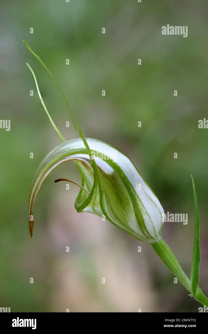 Cobra Greenhood Orchidea in fiore Foto Stock