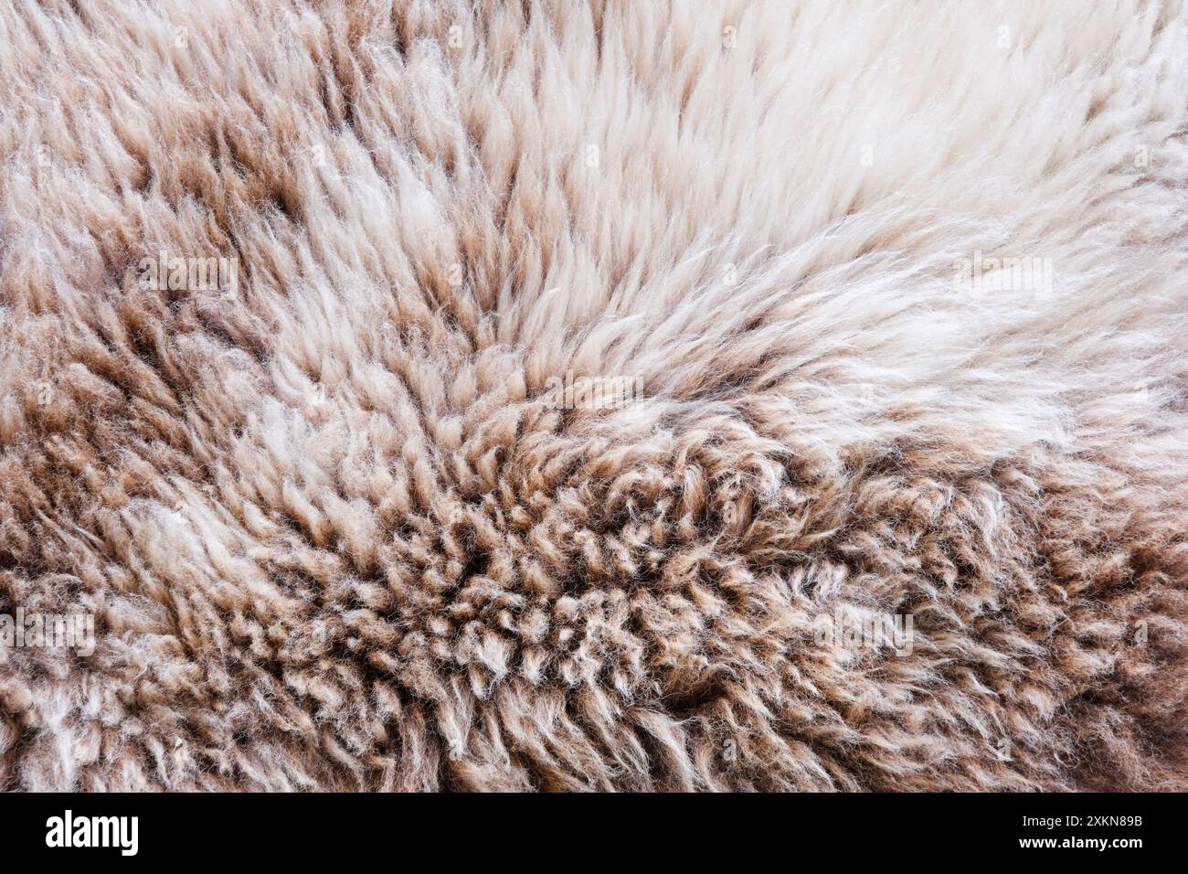 Sfondo di una morbida pelliccia di pecora calda in bianco, marrone o beige. Primo piano della texture della pelle di feltro di pecora di lana. Vista dall'alto. Foto Stock