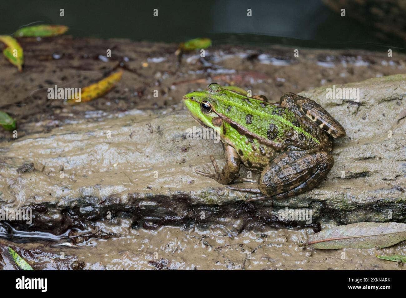 Marsh rana Rana ridibunda, verde e marrone con macchie scure sul corpo e le gambe faccia appuntita vicino gli occhi dorati linea verde lime giù la schiena Foto Stock