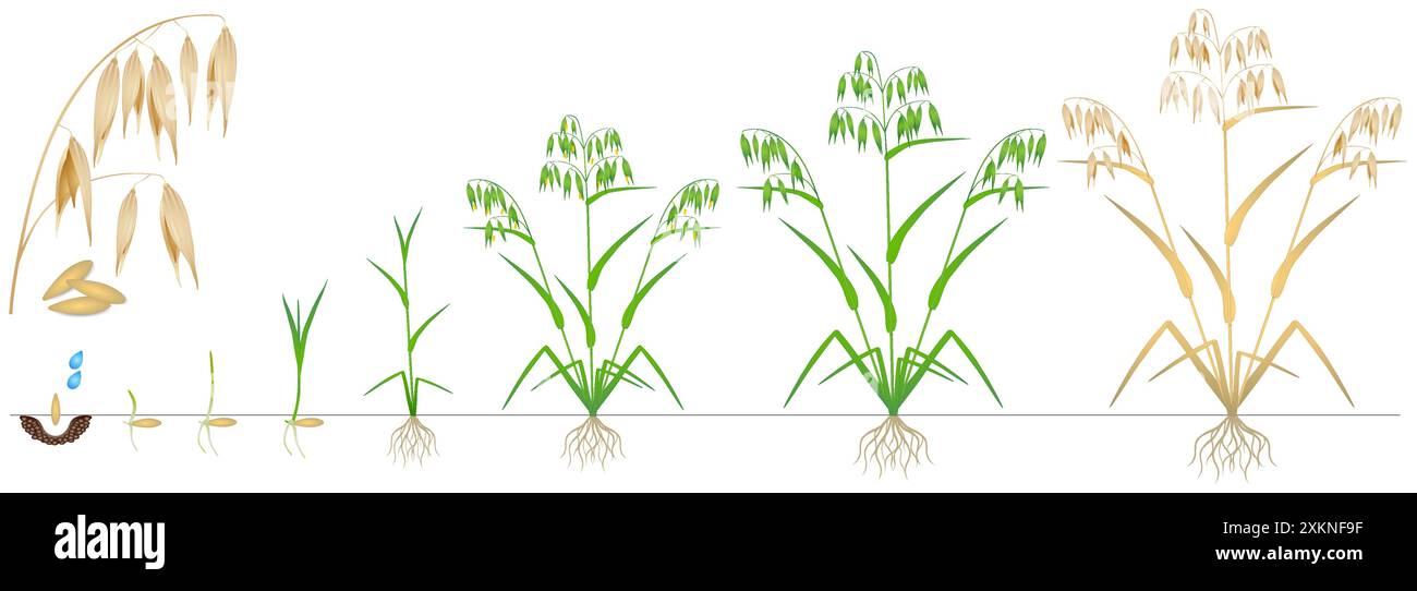 Ciclo di crescita di una pianta d'avena su sfondo bianco. Illustrazione Vettoriale