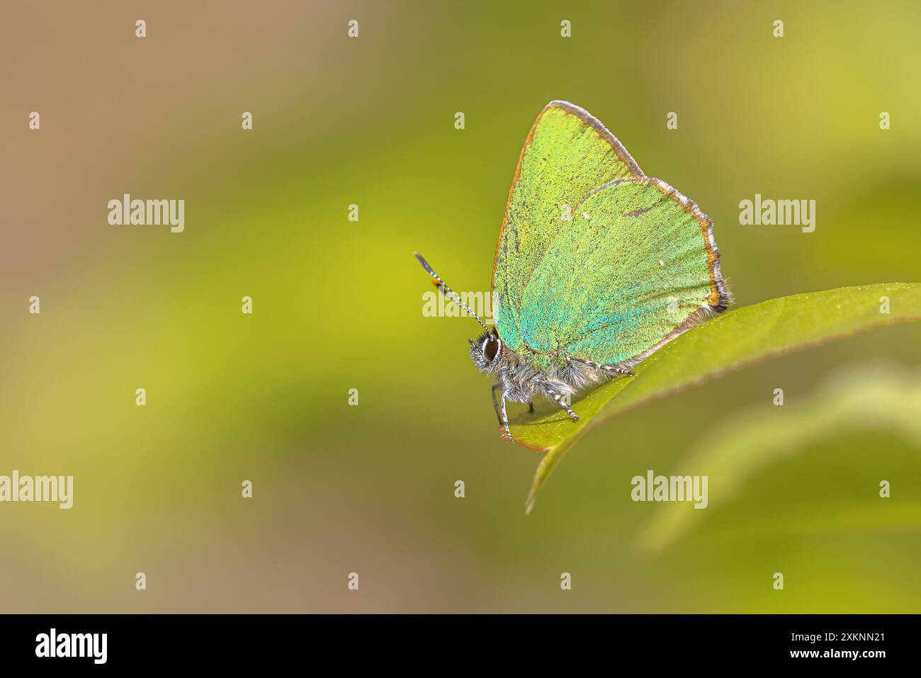 Farfalla verde hairstreak (Callophrys rubi) poggiante su foglia verde con fondo verde. Fauna selvatica scena della natura in Europa. Foto Stock