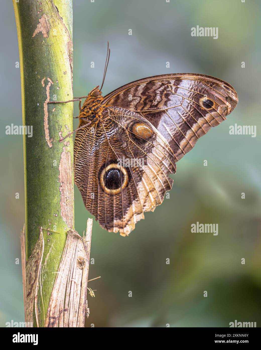 Il gufo gigante dal bordo giallo (Caligo atreus) è una farfalla della famiglia Nymphalidae. La specie si trova dal Messico al Perù. Scena naturale della fauna selvatica Foto Stock