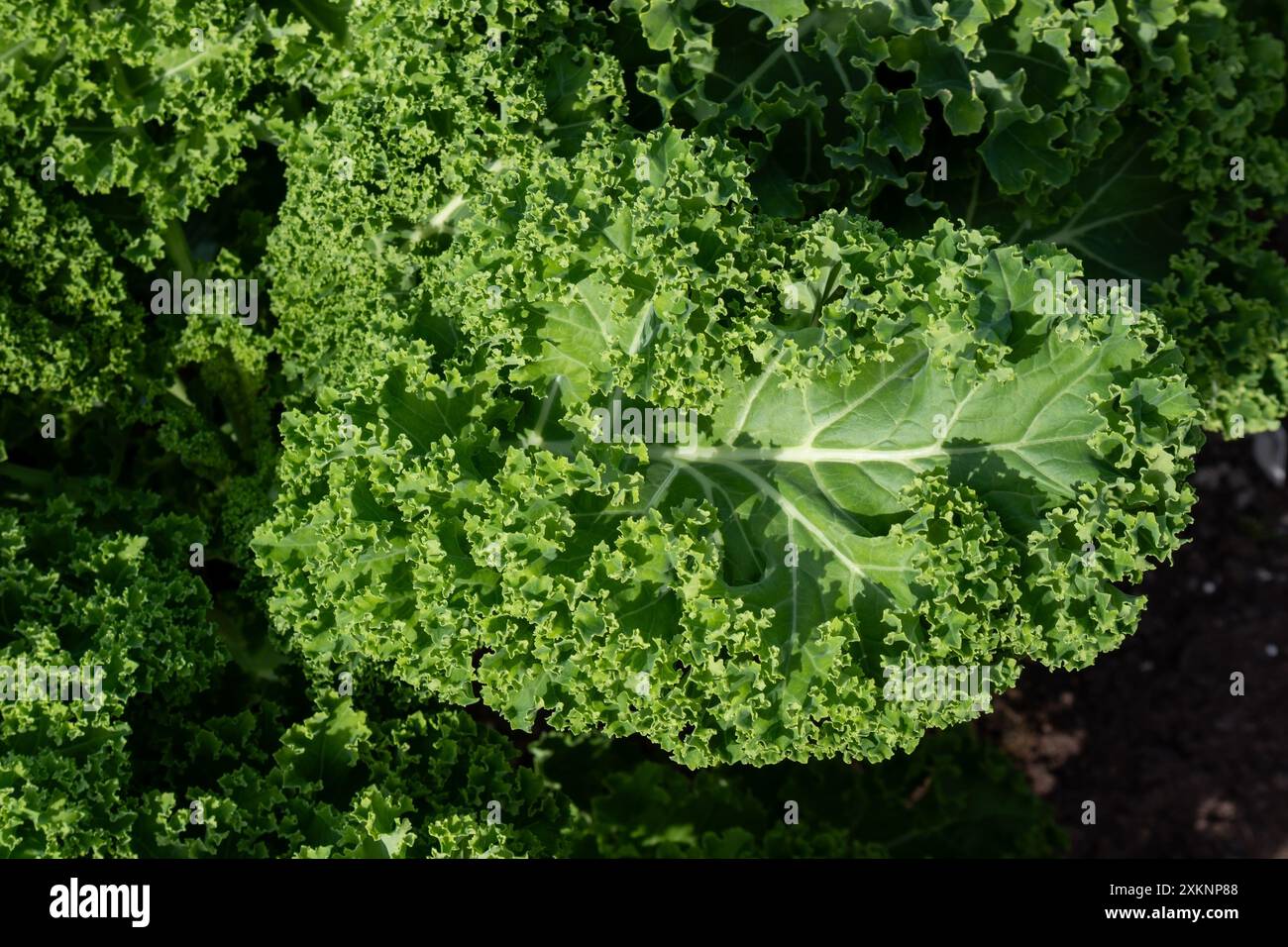 Kale, cavolo delle foglie, Brassica oleracea sfondo a foglie verdi Foto Stock
