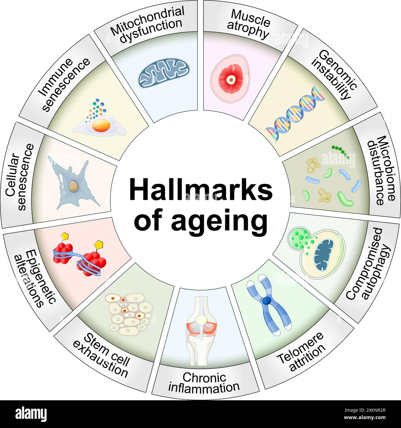 Segni distintivi dell'invecchiamento. Senescenza cellulare, telomeri e DNA danneggiati, disfunzione mitocondriale, infiammazione cronica, esaurimento delle cellule staminali. Anti-invecchiamento Illustrazione Vettoriale