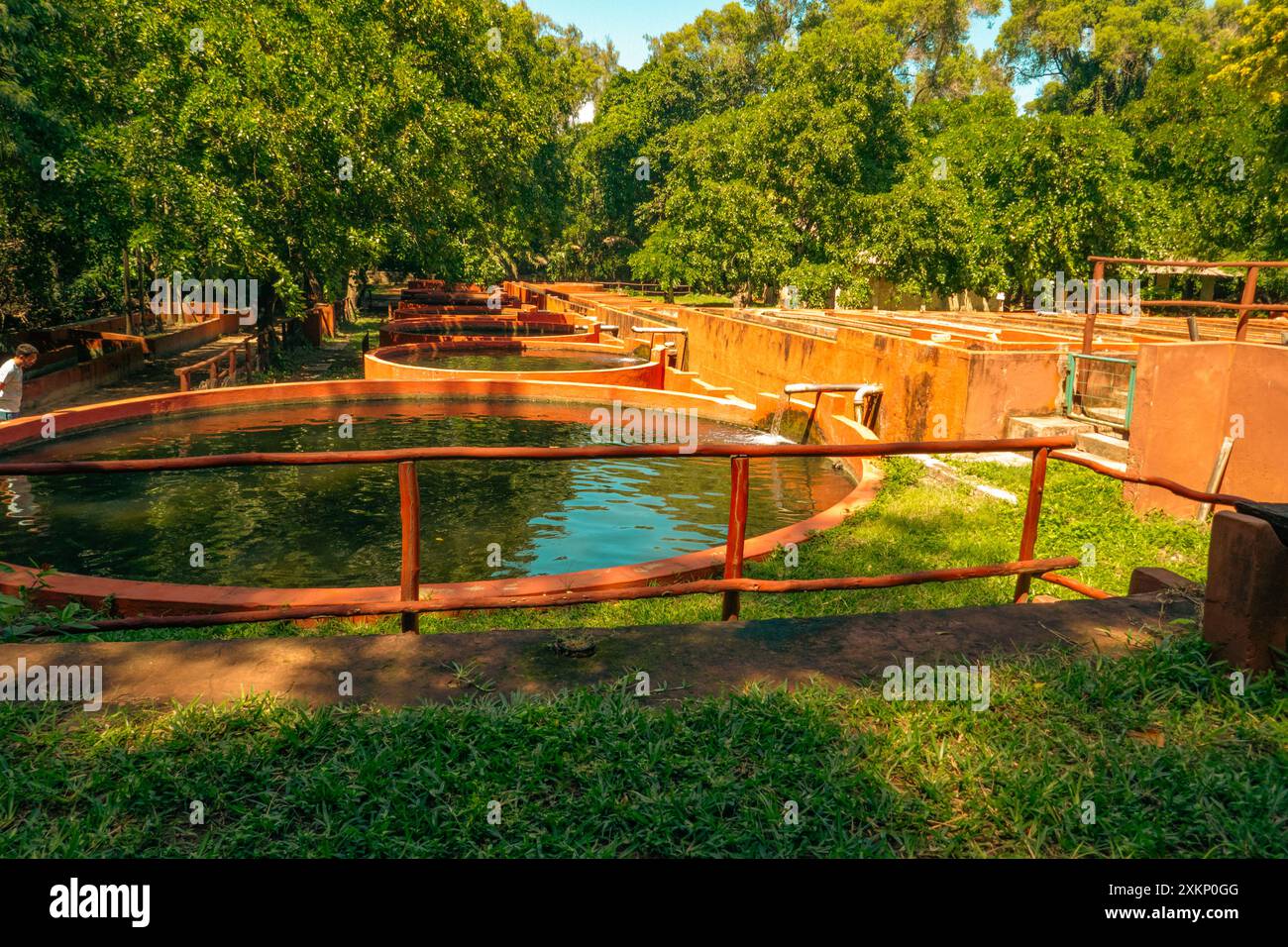 Vista panoramica dei vivai di pesci presso l'Haller Park di Bamburi, Mombasa, Kenya Foto Stock