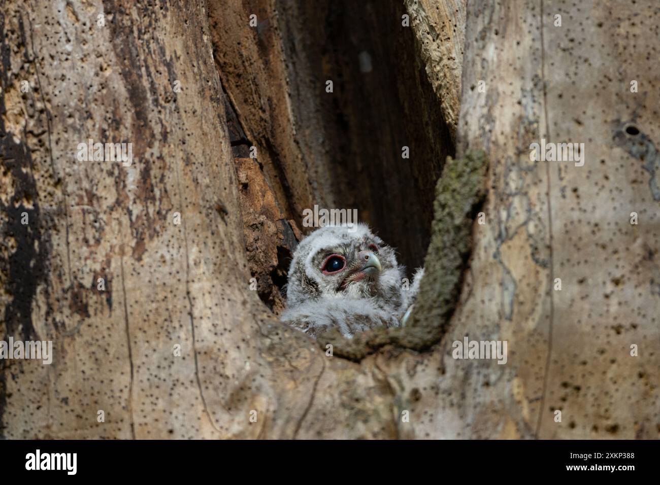 Tawny Owl pulcino nidificato in un tronco di albero morto, County Durham, Inghilterra, Regno Unito. Foto Stock
