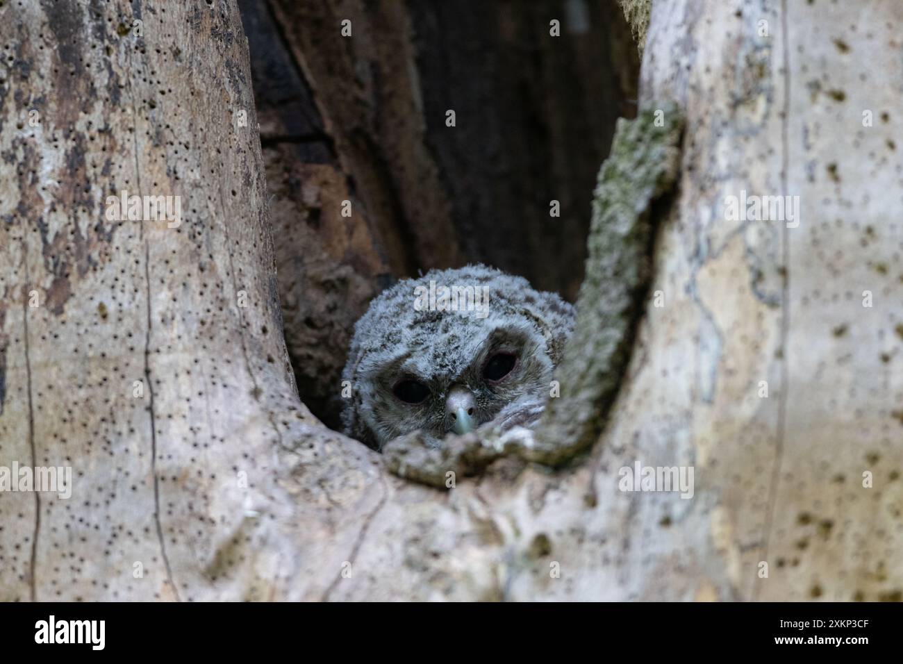 Tawny Owl pulcino nidificato in un tronco di albero morto, County Durham, Inghilterra, Regno Unito. Foto Stock