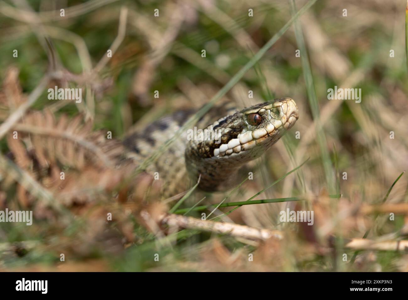 Adder femmina che strisciava tra erba, Weardale, Contea di Durham, Inghilterra, Regno Unito. Foto Stock