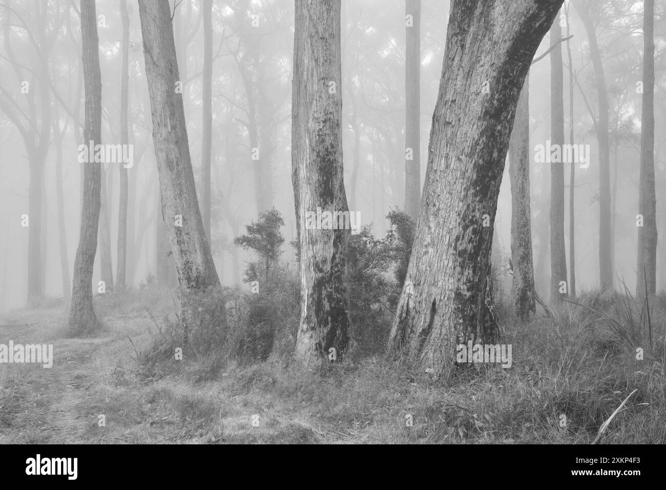 Un Foggy One Tree Hill Foto Stock