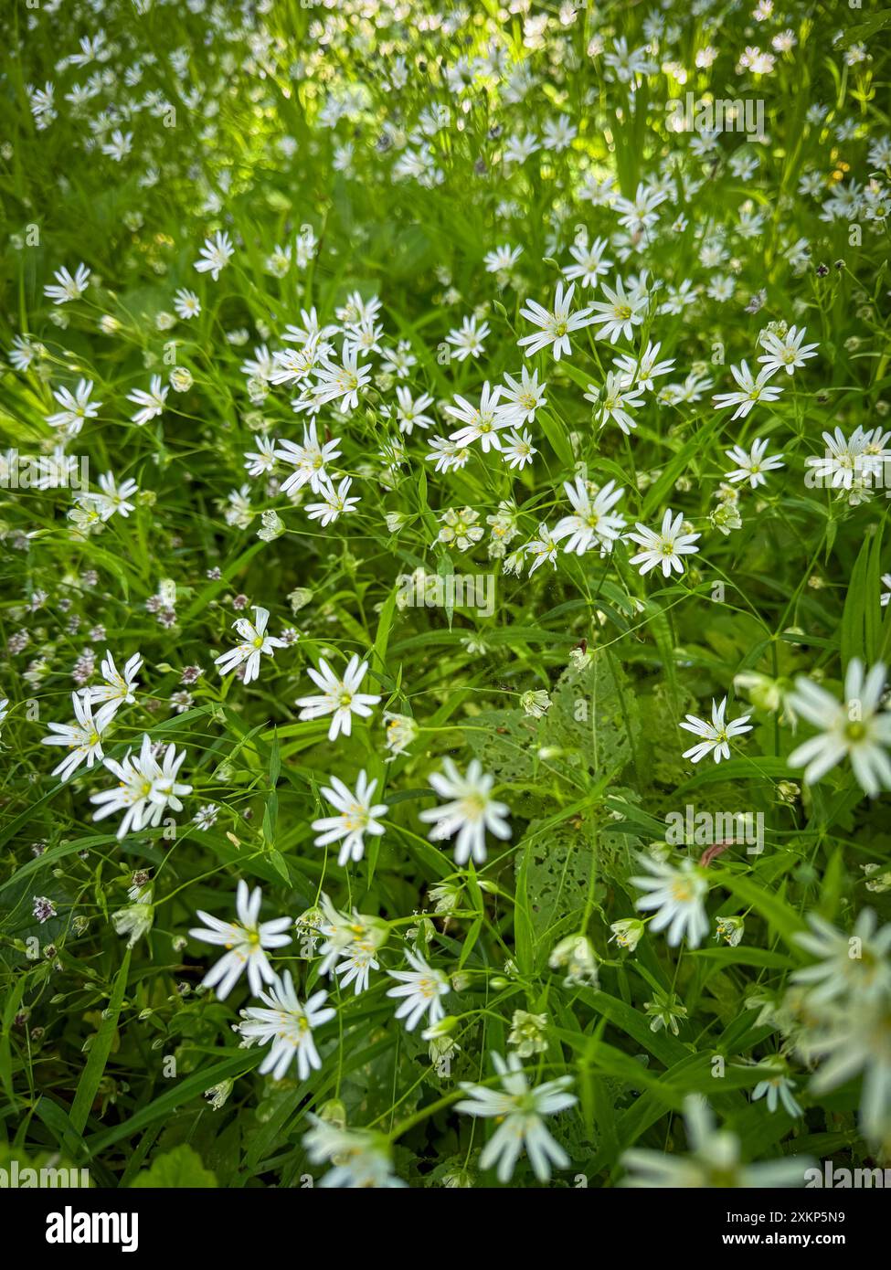 Vista ravvicinata di splendidi fiori selvatici bianchi che fioriscono in un lussureggiante prato verde, evocando un senso di tranquillità e bellezza naturale. Foto Stock