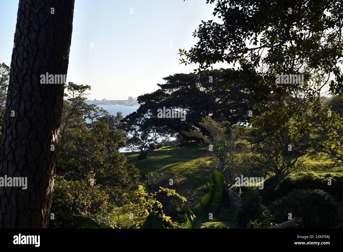 Vista sul parco Strickland House Estate attraverso erba verde, alberi giganti di fichi e il blu del porto di Sydney incorniciato da fogliame, Vaucluse, Sydney Foto Stock