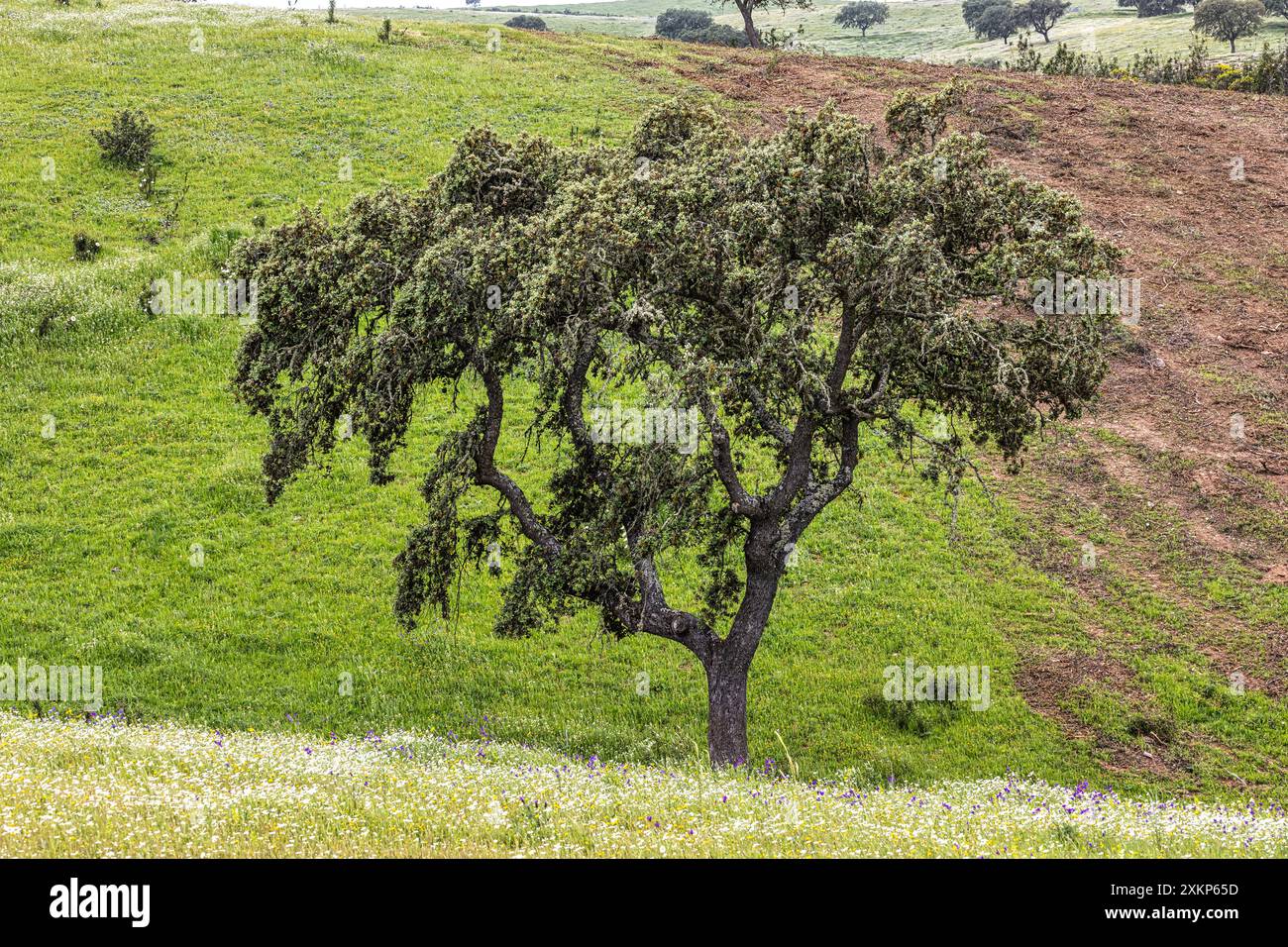 Splendido paesaggio con prati di fiori selvatici, fiumi e cascate nel Parque Natural do vale do Guadiana, vicino a Mertola, Portogallo, Alentejo Foto Stock