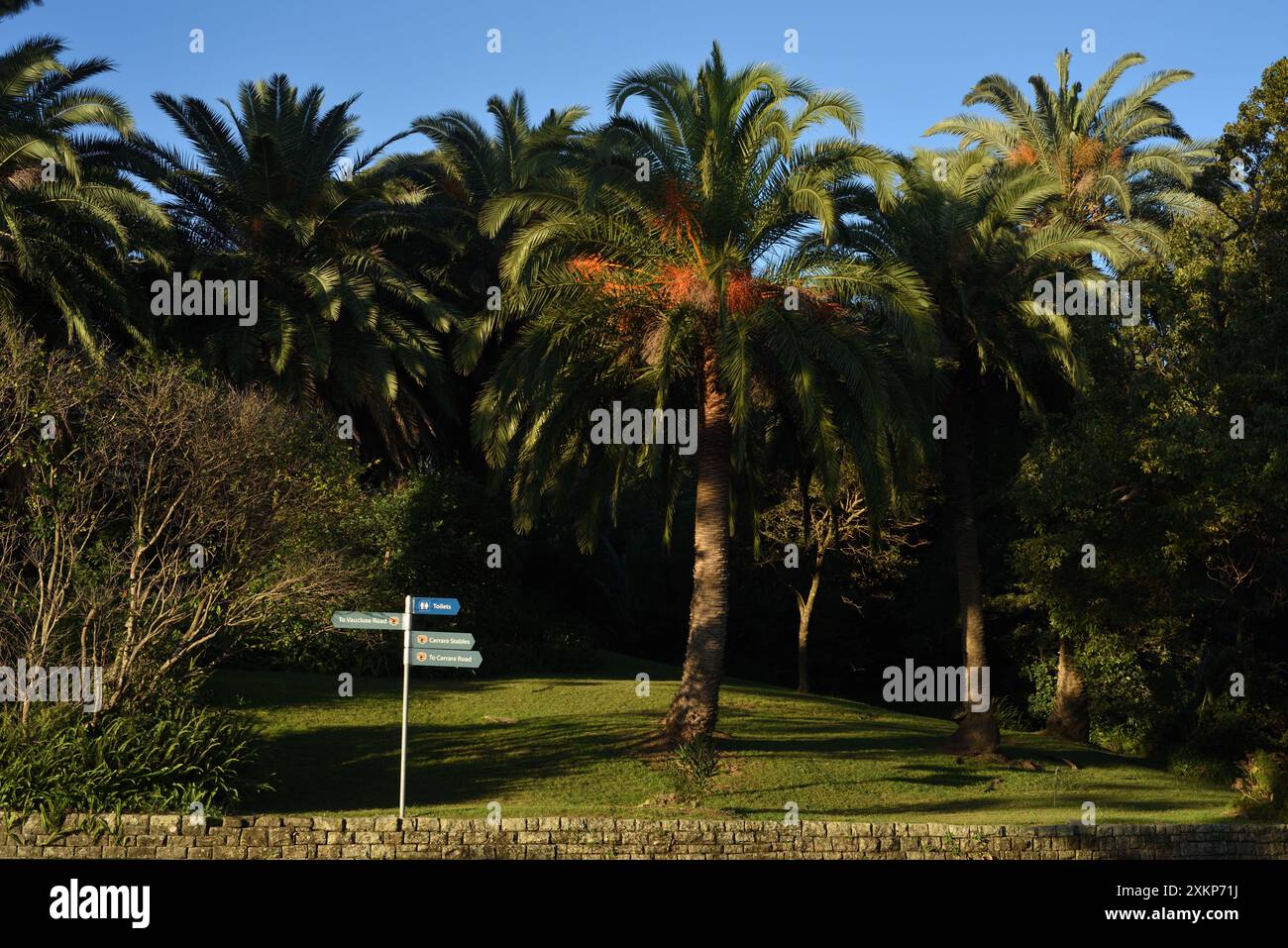 Alberi di palma da dattero delle Isole Canarie (Phoenix canariensis) nel giardino e nel parco che circonda Strickland House, Vaucluse, Sydney Foto Stock