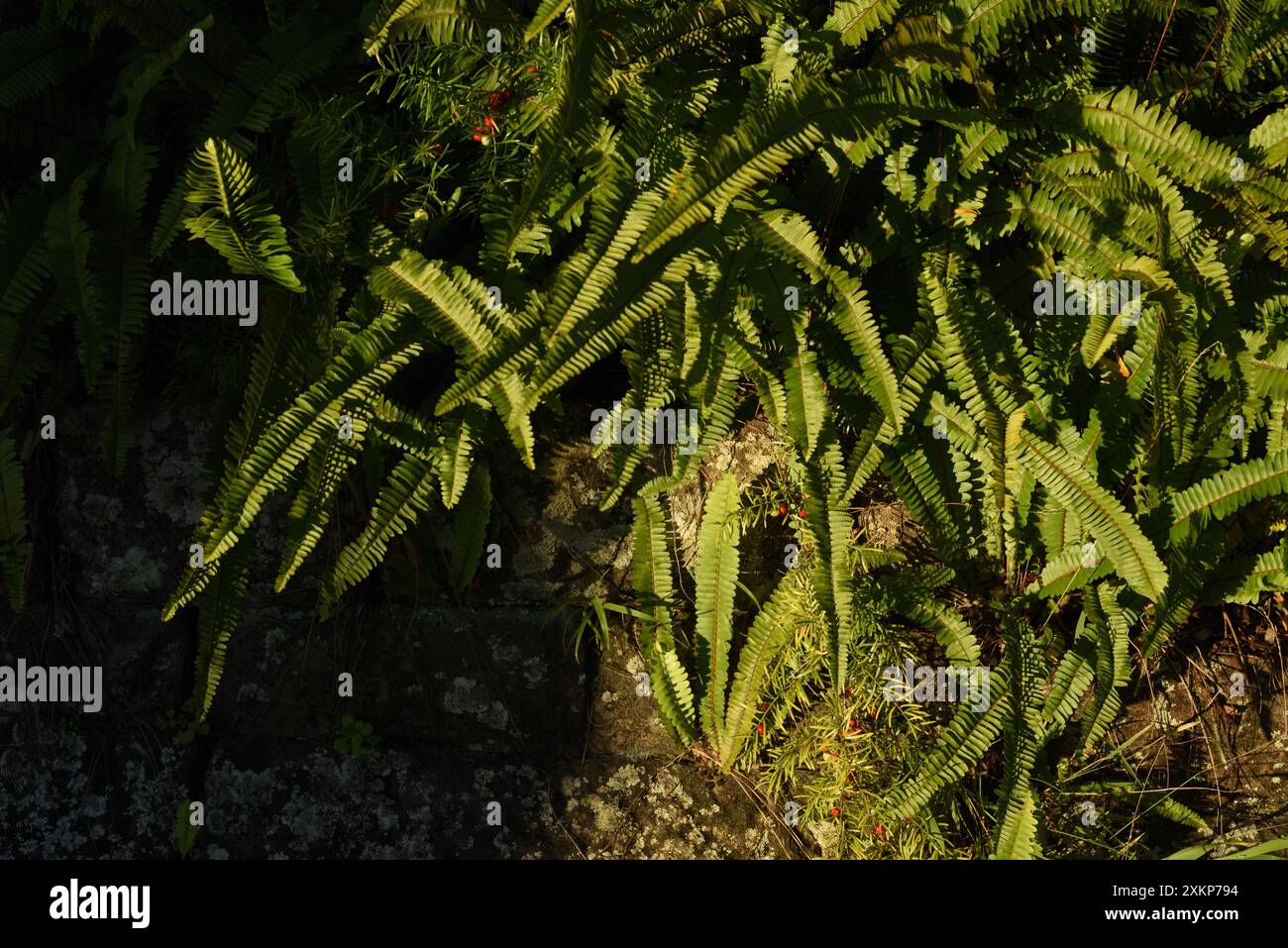Un bordo di felci e arbusti nativi alla luce del pomeriggio accanto al vialetto nel giardino e nel parco che circonda Strickland House, Vaucluse, Sydney Foto Stock