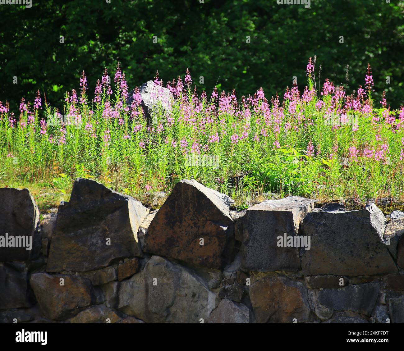 Muro di pietra ricoperto di alghe (Epilobium angustifolium) e vegetazione in una rovina storica in una soleggiata giornata estiva. Foto Stock