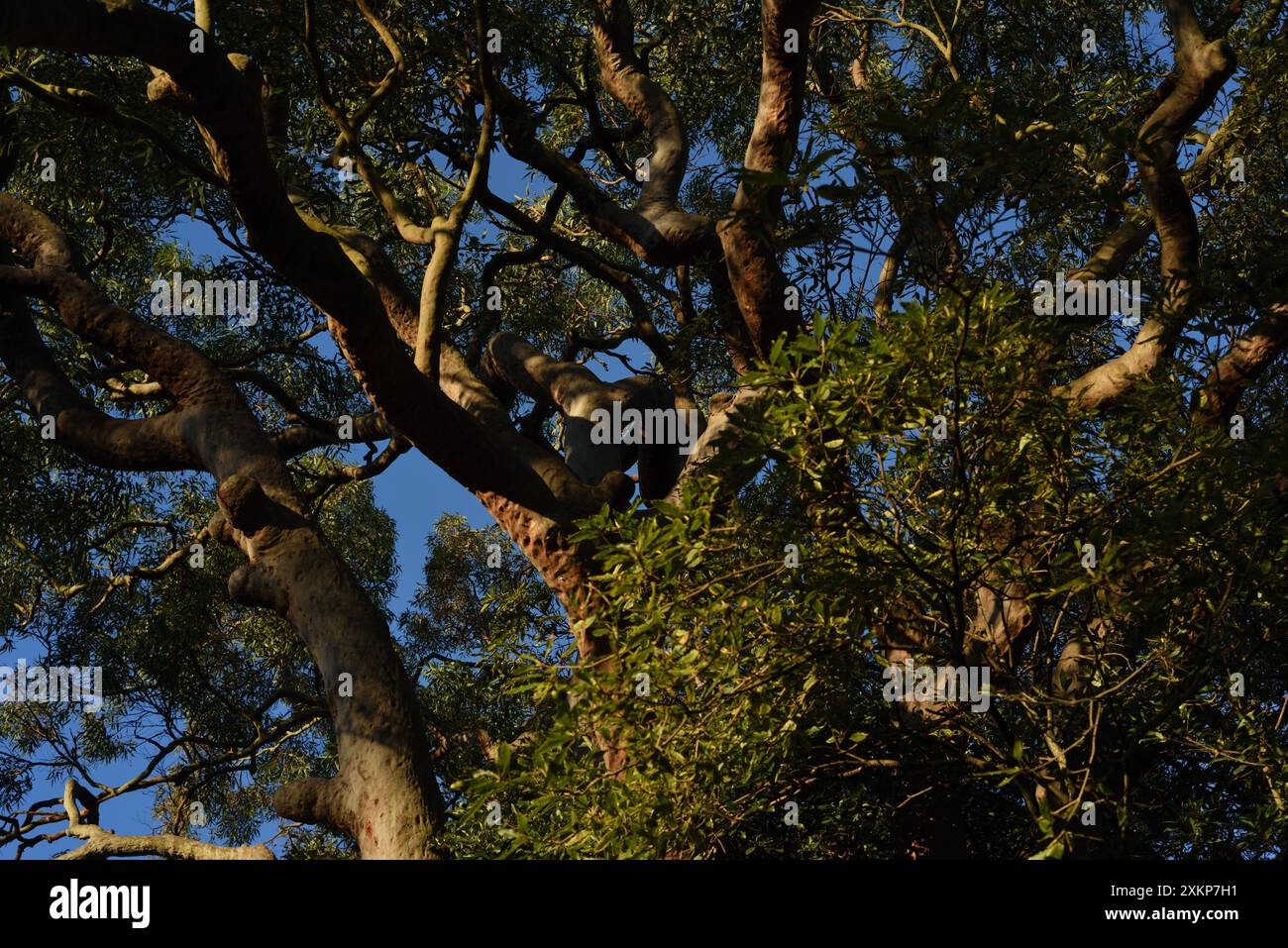 Rami contorti di un vecchio albero di eucalipto nel giardino e nel parco che circonda Strickland House, Vaucluse, Sydney Foto Stock