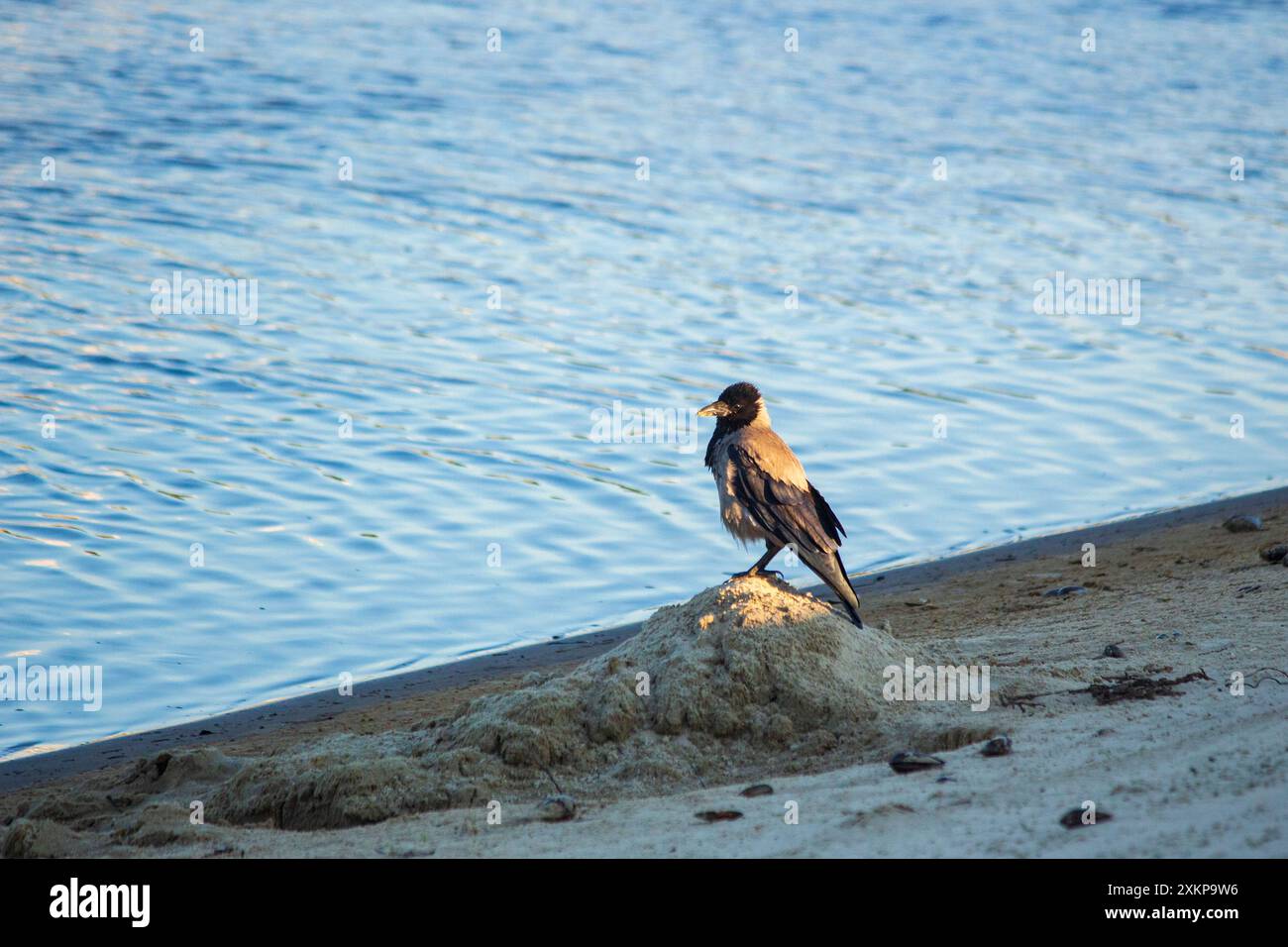 Giovane corvo su un tumulo di sabbia vicino al fiume Foto Stock