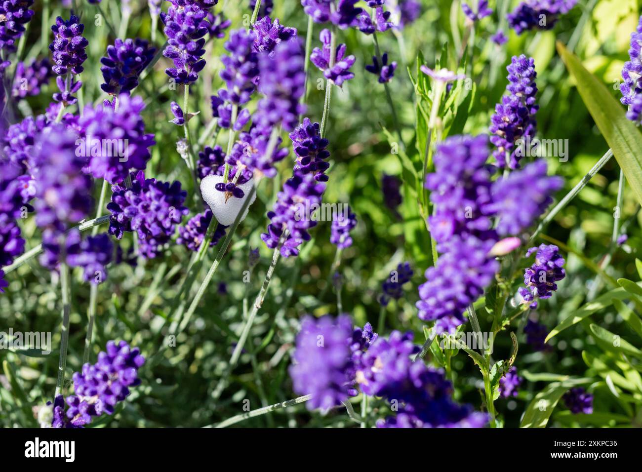 Spittlebug nymph schiuma su lavanda inglese. Conosciuto anche come sputo a cucù Foto Stock