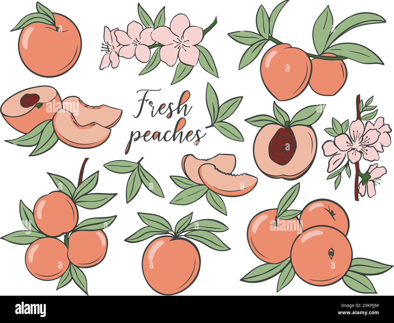 Set illustrativo con pesche mature e fette di pesca con foglie verdi e fiori rosa. Raccolta della frutta, grafica vettoriale Illustrazione Vettoriale