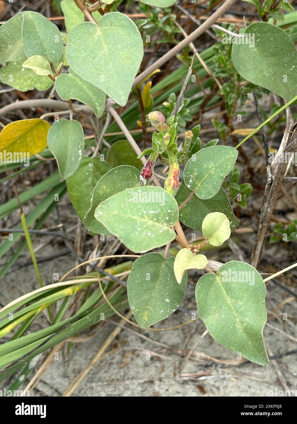 Il fiore di Gulf Croton punctatus adorna le dune di North Myrtle Beach, South Carolina. Foto Stock