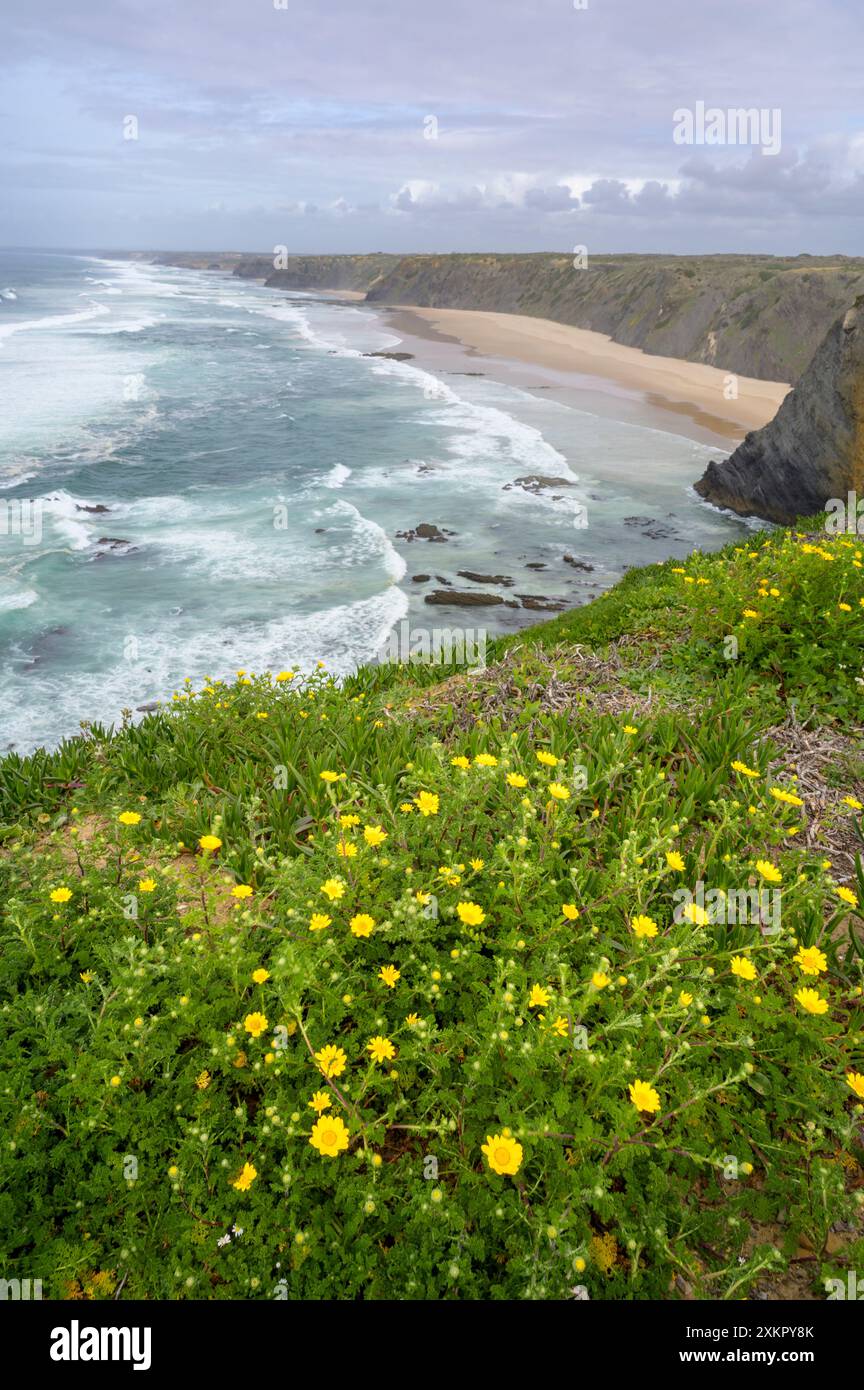 Camomilla gialla (Cota tinctoria) in fiore sulla scogliera della costa con scogliere e spiaggia, Alentejo, Portogallo. Foto Stock