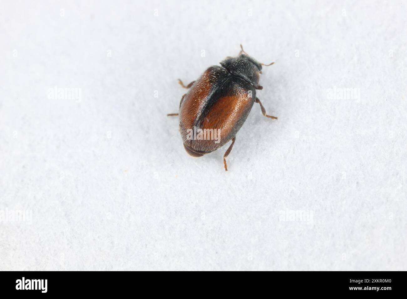 Conifere Ladybird (Scymnus suturalis), Coccinellidae. Un predatore che preda gli afidi sulle conifere. Foto Stock