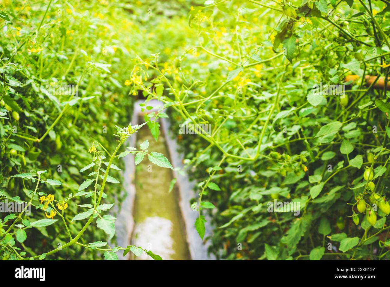 pianta di pomodoro che cresce nel giardino biologico Foto Stock