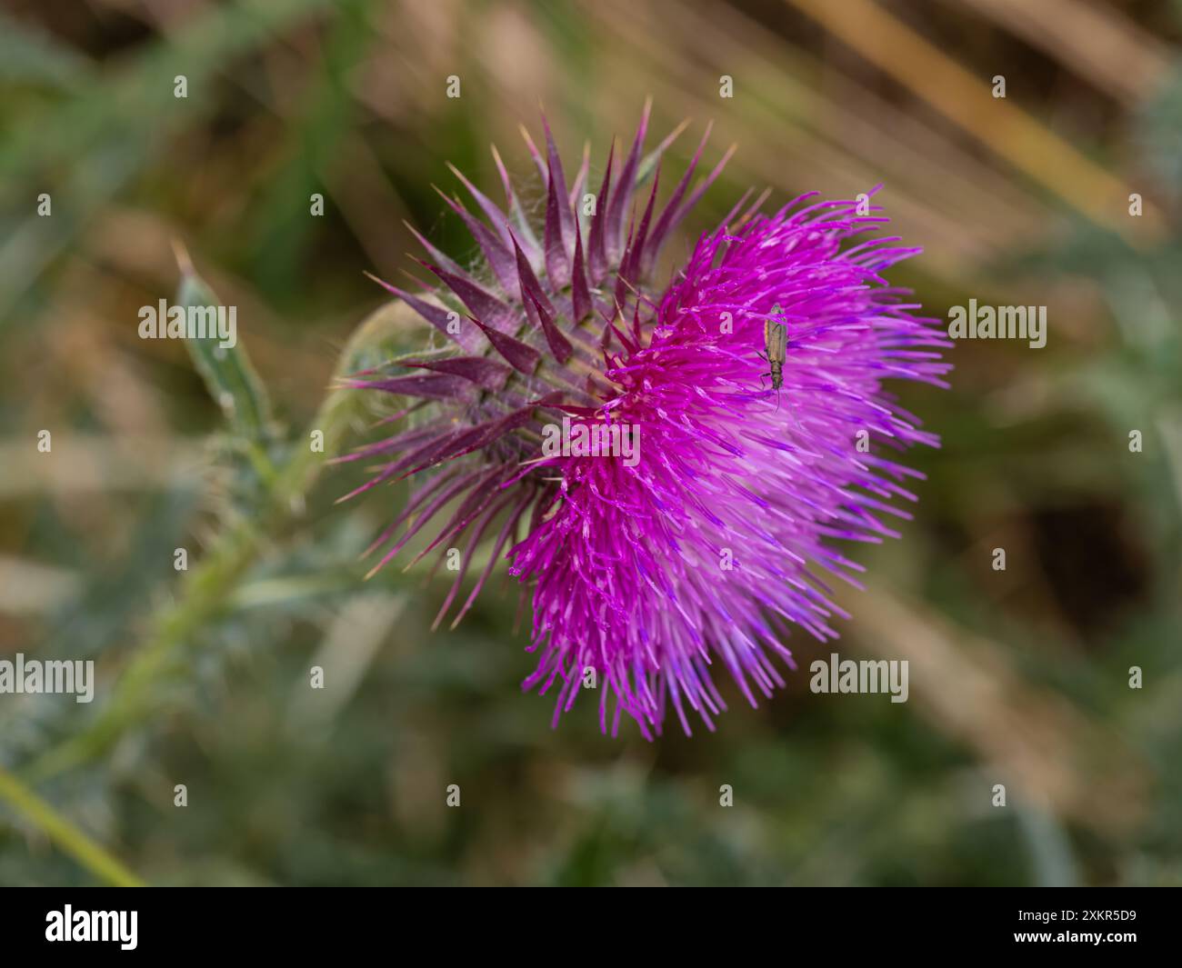 Fiori di Cardo. Cardo viola in fiore. Primo piano pianta di cardo di latte rosa con fiore in fiore al mattino d'estate Foto Stock