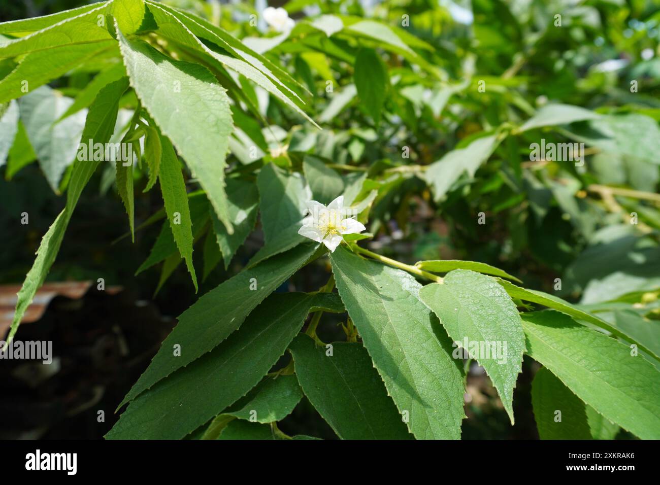 Fiore e foglia di muntingia calabura (ciliegia giamaicana) Foto Stock