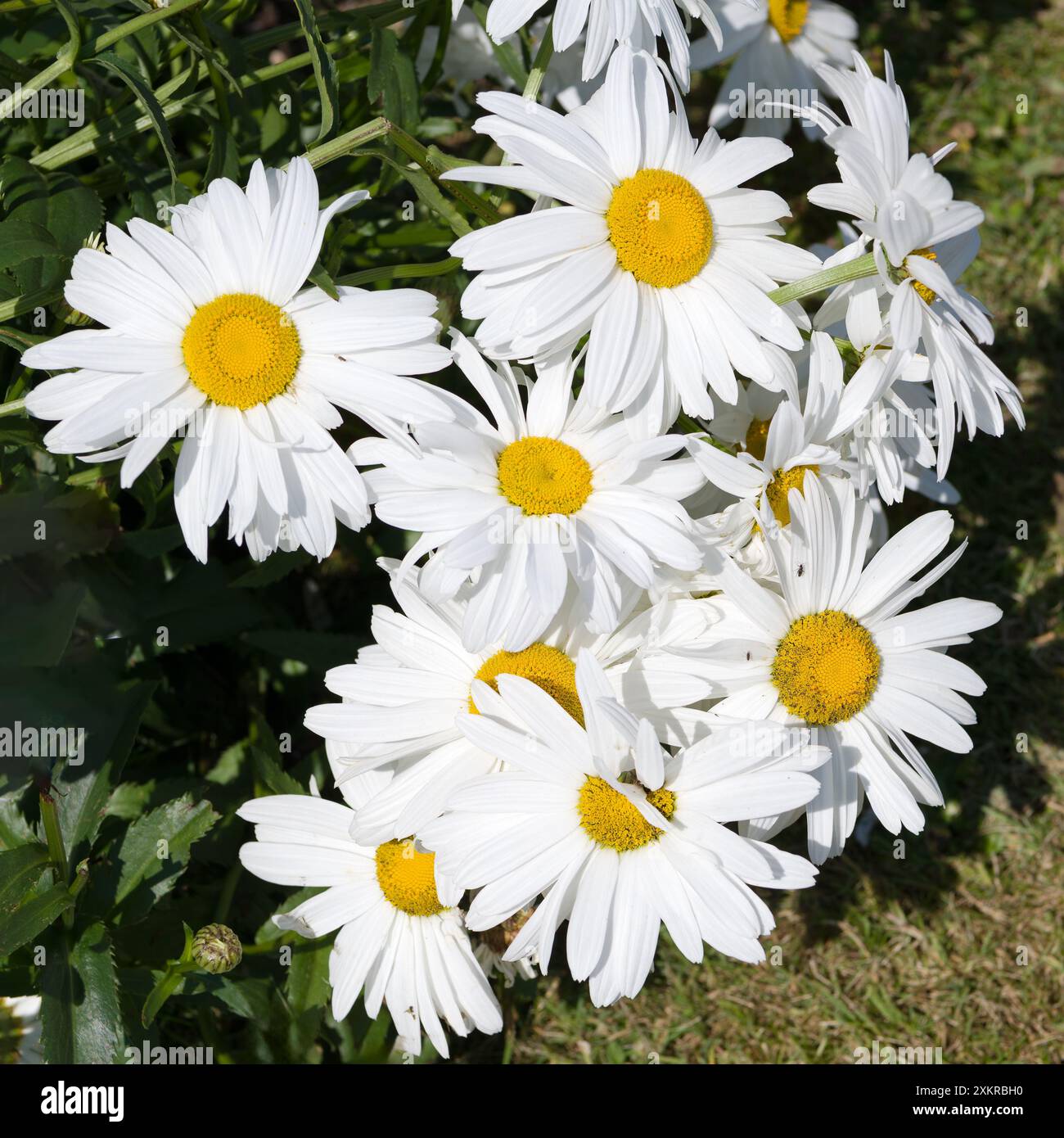I piccoli insetti si nutrono di polline di un gruppo di margherite a occhio di bue in un soleggiato pomeriggio estivo in giardino. Foto Stock