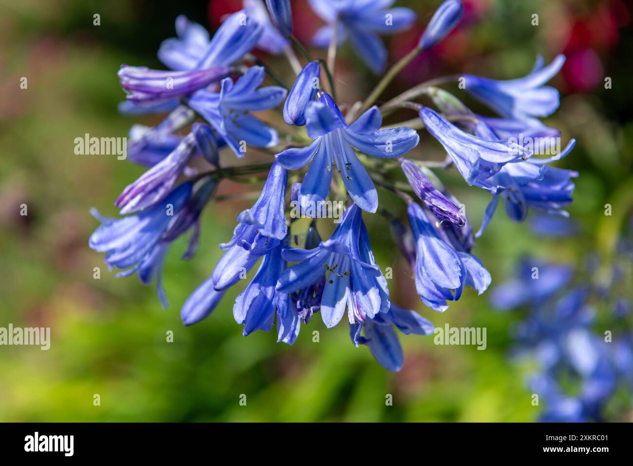 L'agapanto ha sempre zaffiro questo piccolo fiore con i suoi vivaci petali blu, è resistente ai cervi e ai conigli. Prospera al sole pieno e parzialmente S. Foto Stock