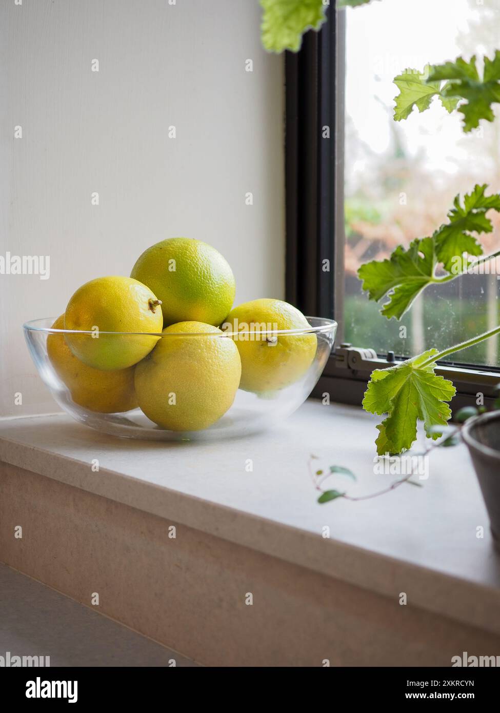 Ciotola di frutta fresca di bergamotto giallo e verde lime (agrumi bergamia) su un luminoso davanzale della cucina in fine inverno/inizio primavera Foto Stock